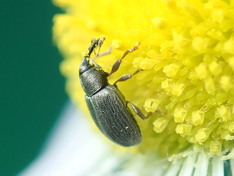 Curculionidae: da identificare